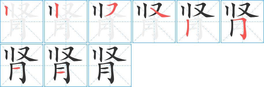 肾字的笔顺笔画分步演示