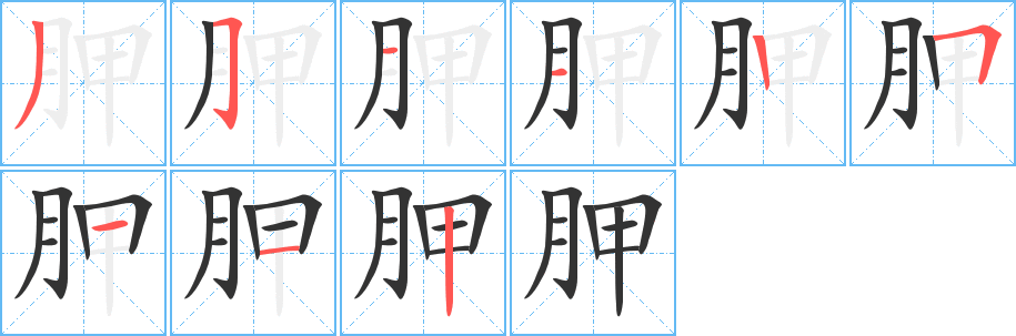 胛字的笔顺笔画分步演示