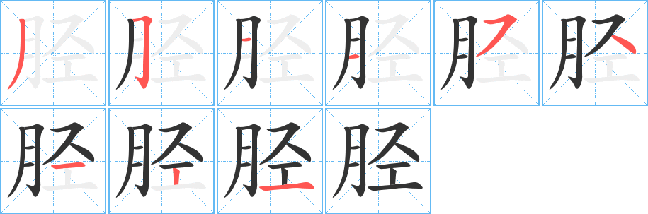 胫字的笔顺笔画分步演示
