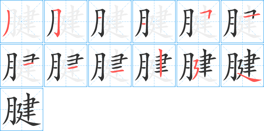 腱字的笔顺笔画分步演示